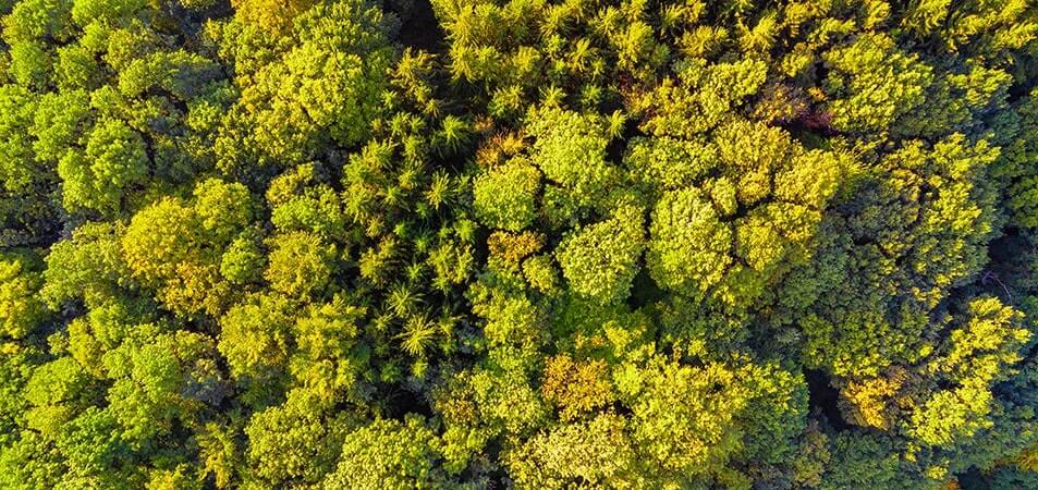 aerial view of forest trees