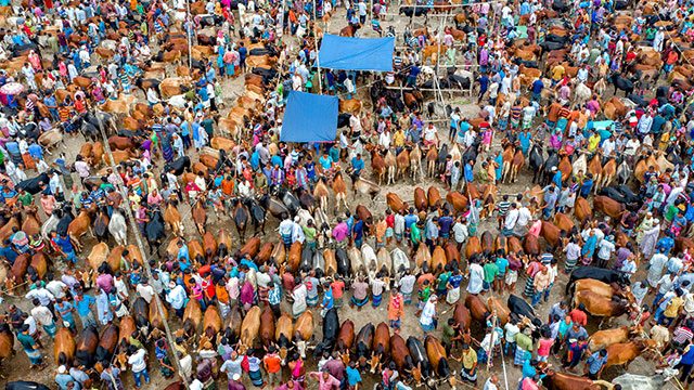 African cattle market